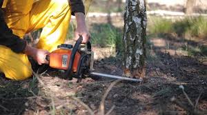 Best Tree Risk Assessment  in Westville, OK